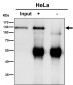 Anti-PMS2 Rabbit Monoclonal Antibody